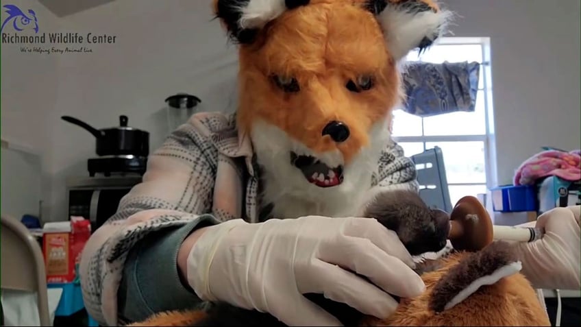 virginia wildlife center staff use unorthodox method for caring for orphaned kit dressing like a fox