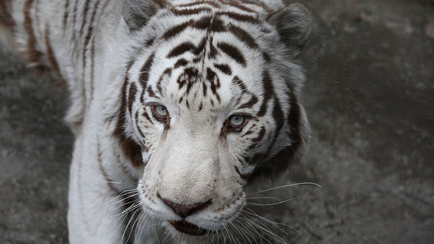 Siberian tiger