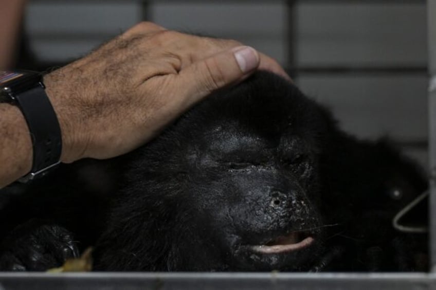 A sick howler monkey recovers at a clinic in southern Mexico after being taken there by re