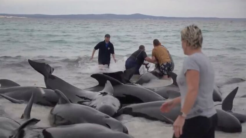 volunteers working to save nearly 100 beached whales in australia but more than half have died