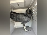 Vultures deemed 'too drunk to fly' after dumpster diving taken to 'rehab' center