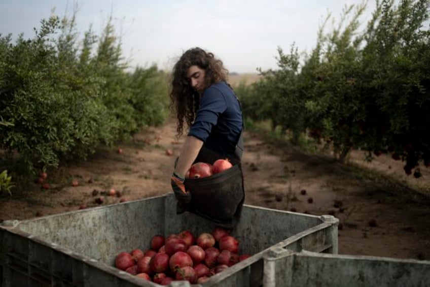 war plunged israels agricultural heartlands into crisis raising fears for its farming future