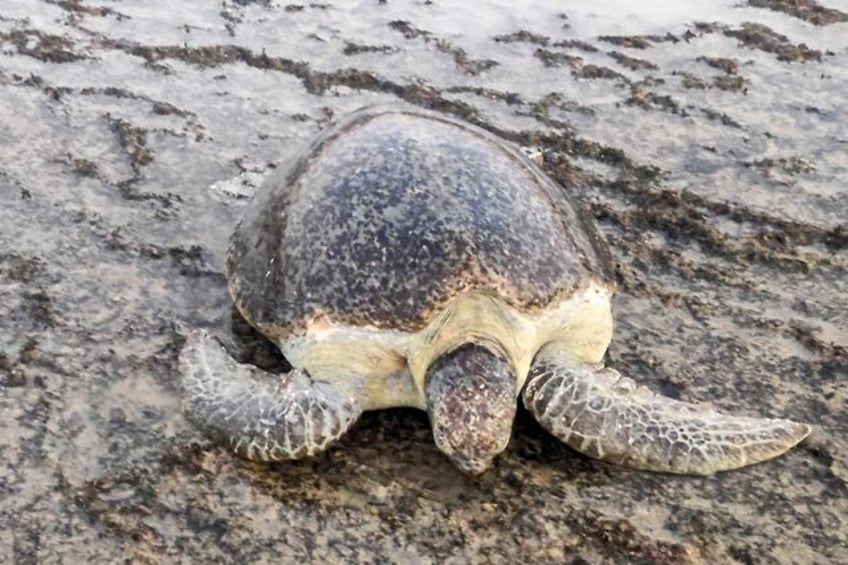 warming beaches threaten yemen sea turtles future