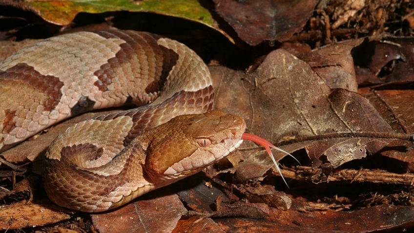 copperhead snake flicks tongue