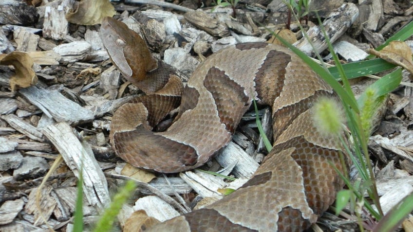 copperhead snake in the wild