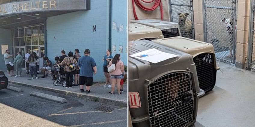 washington animal shelter clears kennels in one week sets record for most pets adopted in 135 year history