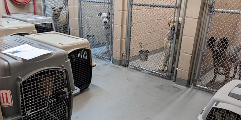 washington animal shelter clears kennels in one week sets record for most pets adopted in 135 year history