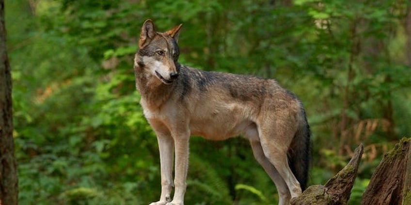 washington authorizes killing 2 wolves after pack kills half dozen cattle