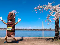 Washington, DC, to lose more than 100 cherry blossom trees, including beloved 'Stumpy'