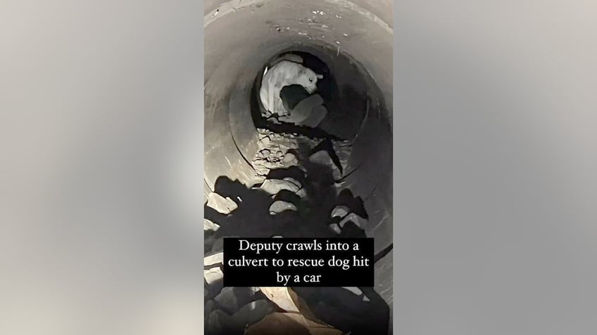 washington deputy crawls into pipe to rescue injured dog