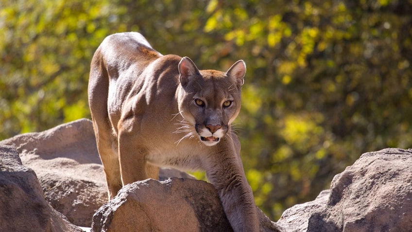 washington girl 8 attacked by cougar during family camping trip at olympic national park