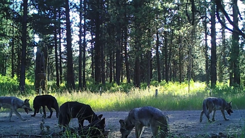 washington-gray-wolf-pack