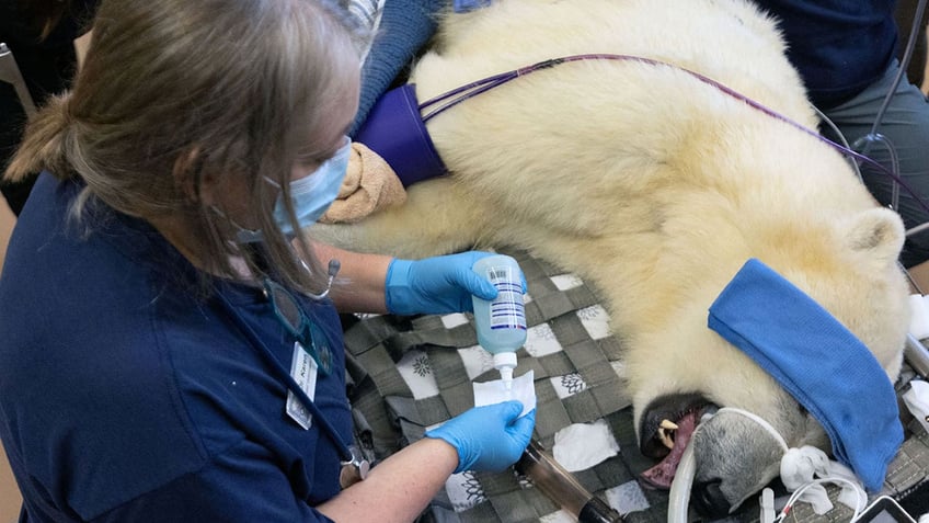 Polar bear cub