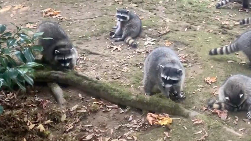 Raccoons in Washington state woman's yard