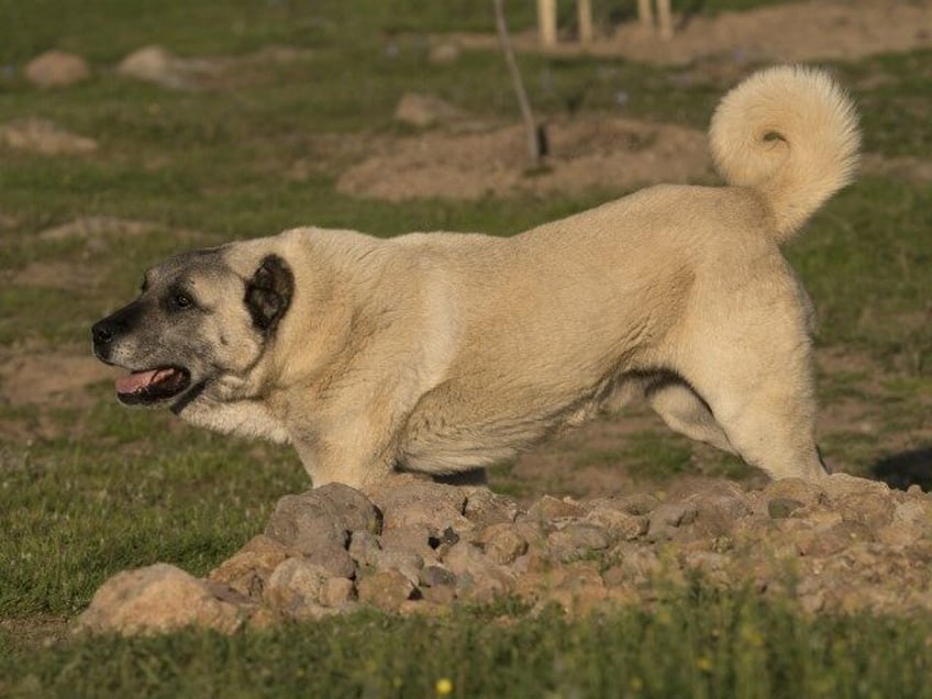 The adult Kangal Shepherd Dog is seen while it is walking towards left side of the picture