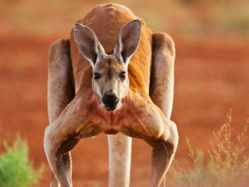 watch australian man punches kangaroo saves dog from drowning