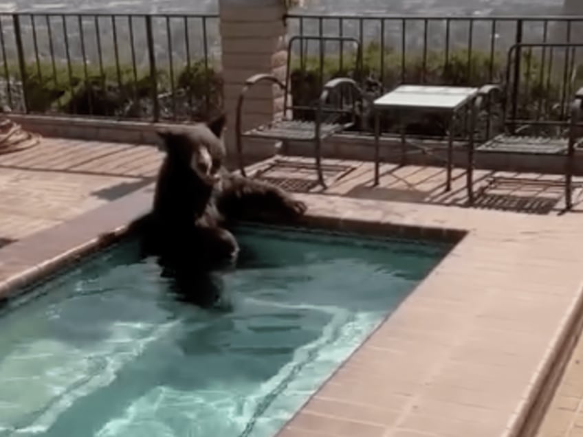 watch bear takes dip to cool off in california backyard spa