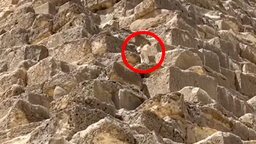 Dog on the Great Pyramid of Giza