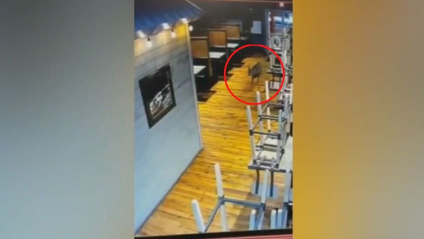 watch deer crashes through virginia seafood restaurants glass door shocks patrons