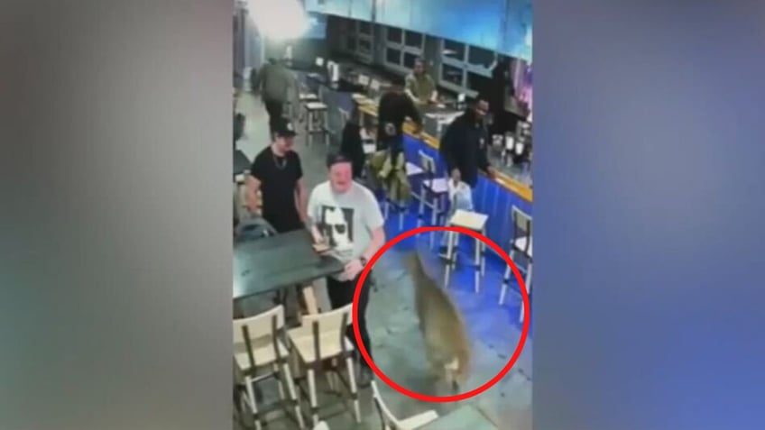 watch deer crashes through virginia seafood restaurants glass door shocks patrons