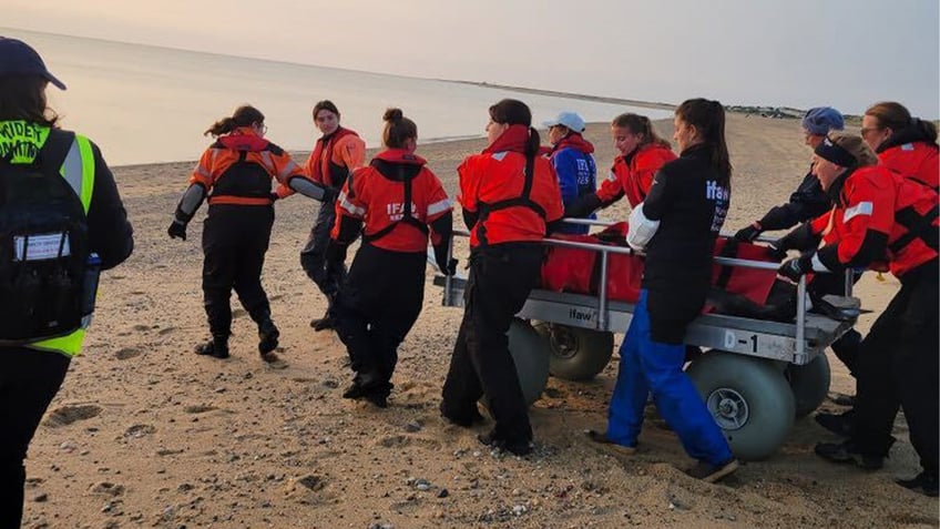 watch dolphins rescued from shallow massachusetts river are returned to ocean