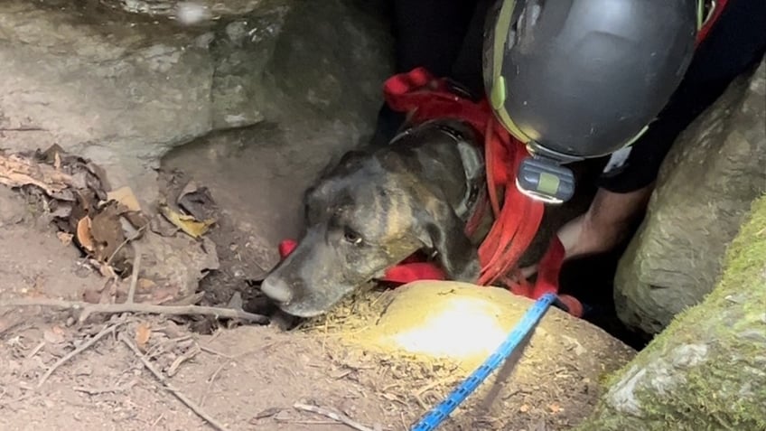 watch dramatic rescue of trapped tennessee dog named charlie just 5 feet below bear in deep cave