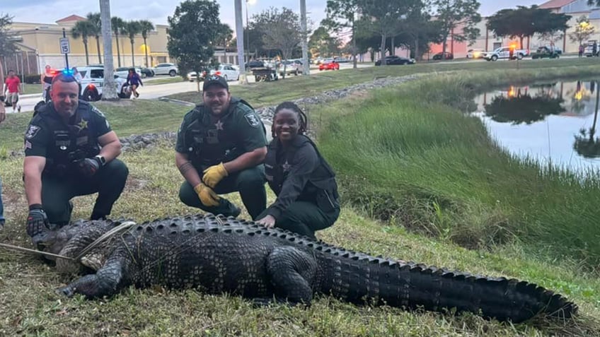 Three officers with a large alligator