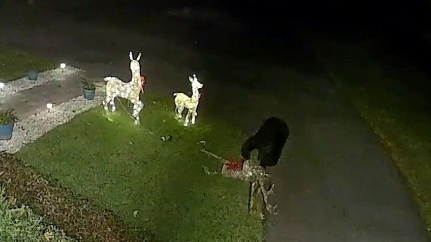 watch florida bear attacks takes off with reindeer christmas decoration