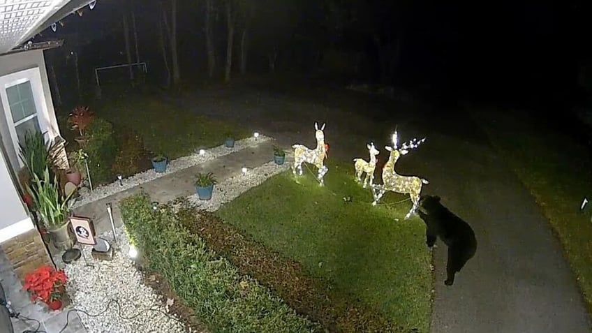 watch florida bear attacks takes off with reindeer christmas decoration