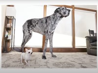 WATCH: Friendship Blooms When World’s Tallest and Smallest Dogs Meet for Playdate in Idaho