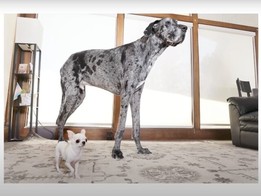 World's tallest dog meets world's smallest dog. Source: Guinness World Records YouTube