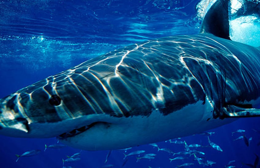 watch frightened kayaker hooks great white shark while fishing for bass