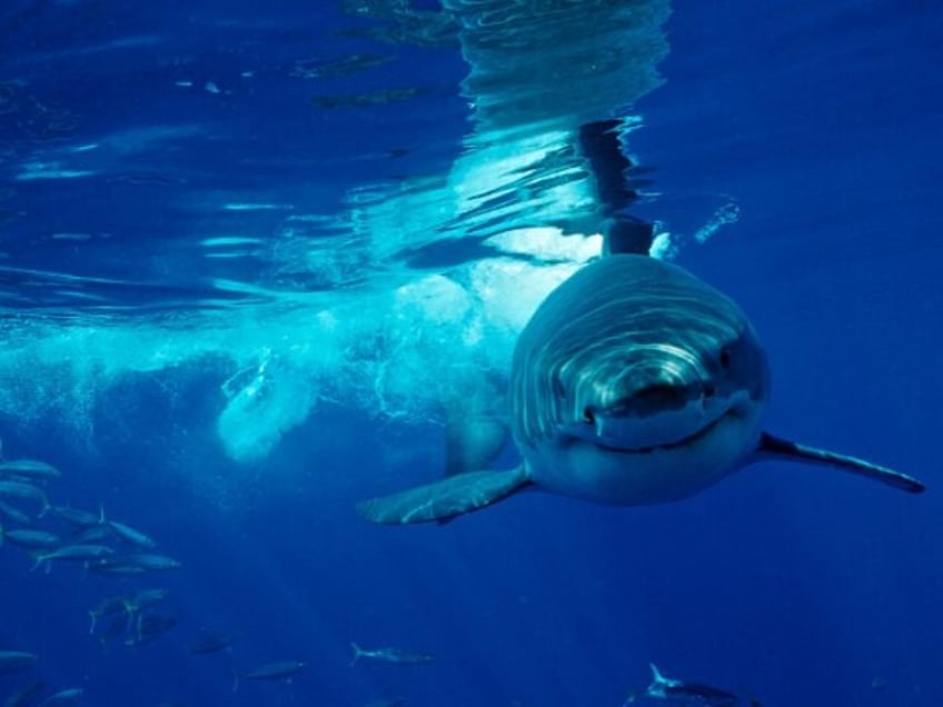 watch frightened kayaker hooks great white shark while fishing for bass