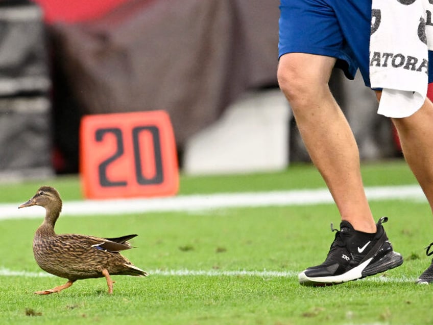 Officials works to remove a duck from the field of play during the Carolina Panthers versu