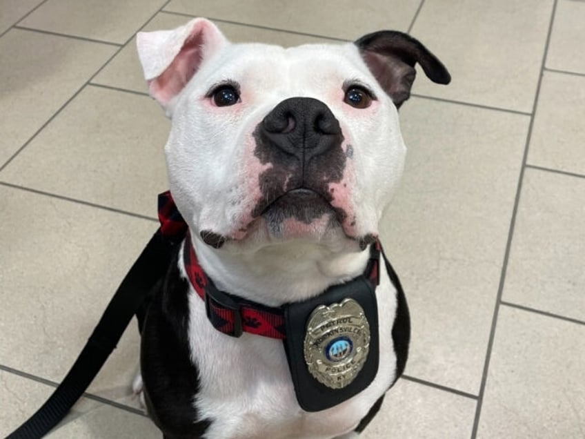 watch kentucky cops swear in rescue dog as paw trol officer