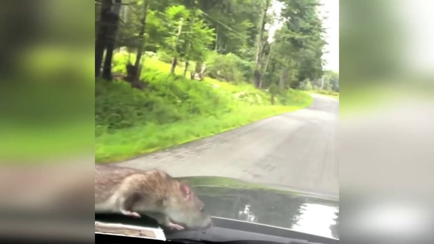 watch mans hilarious reaction to finding large nyc rat walking on hood of car dont know where it went