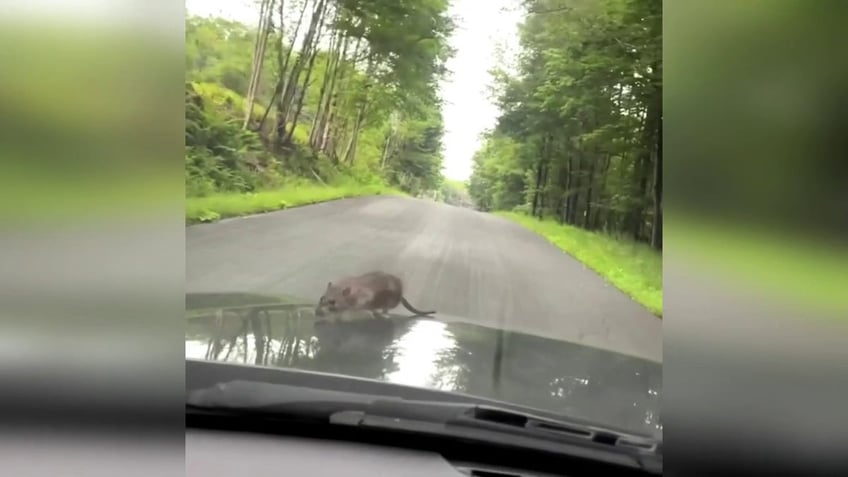 watch mans hilarious reaction to finding large nyc rat walking on hood of car dont know where it went