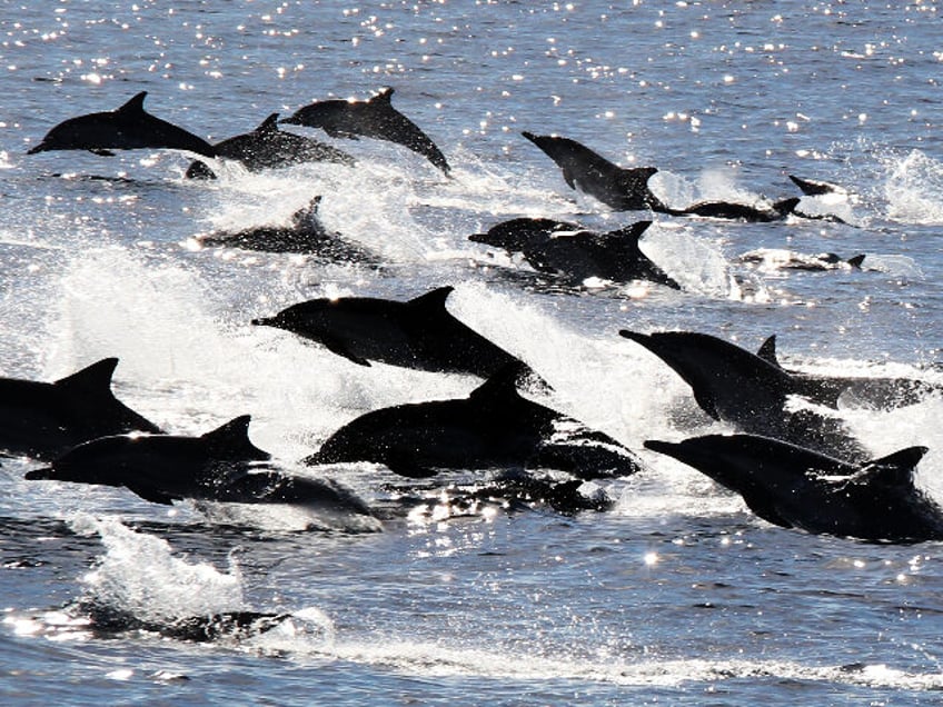 Dolphin Stampede in Sparkling Pacific Waters - stock photo A large pod of common dolphins