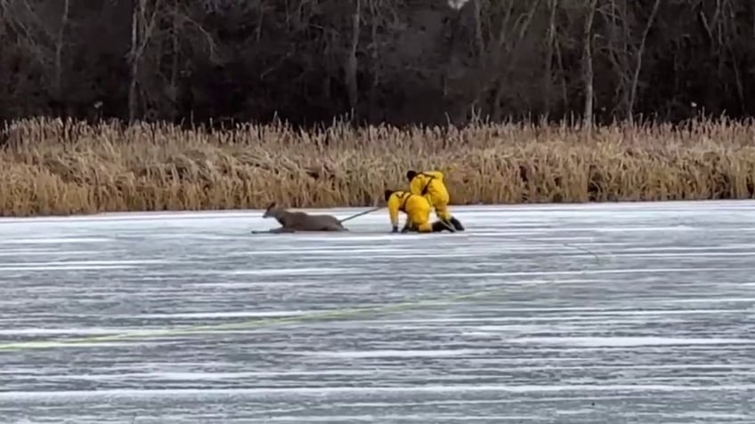 watch michigan firefighters make daring rescue on thin ice to retrieve stranded deer