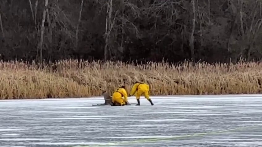 watch michigan firefighters make daring rescue on thin ice to retrieve stranded deer