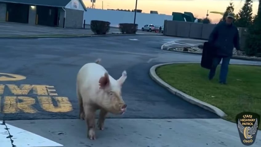 Close-up of pig at drive-thru