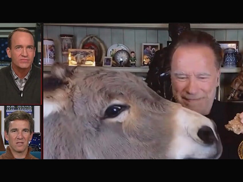 watch peyton manning stunned by arnold schwarzenegger feeding his donkey during live interview