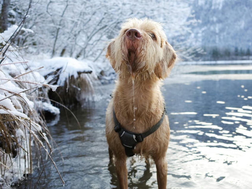 Dog in freezing water