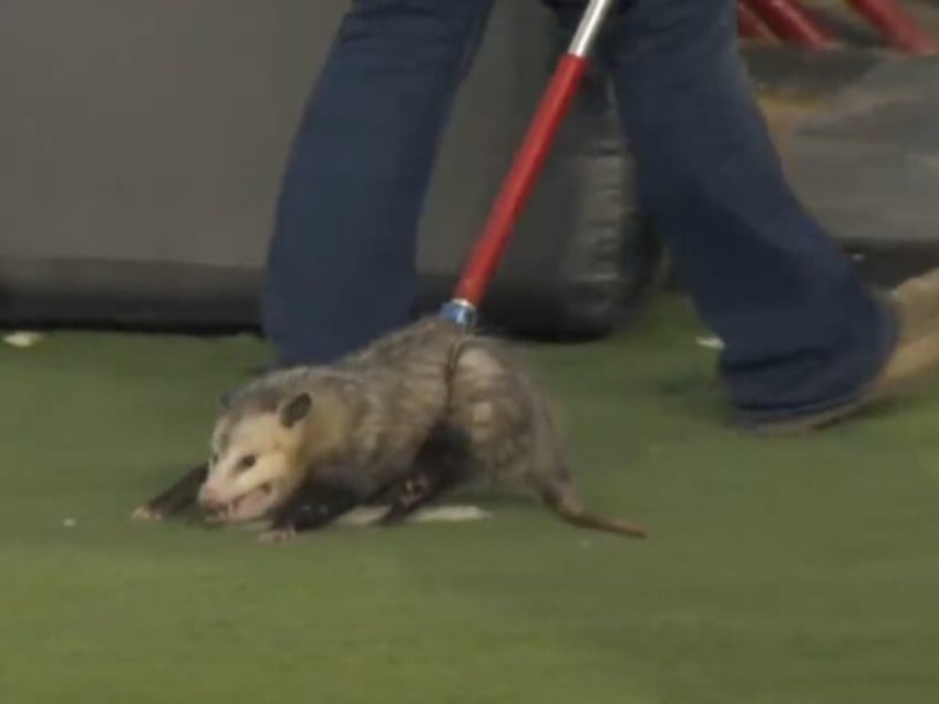 watch possum reluctantly removed after storming the field during texas tech tcu game