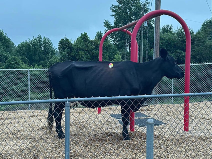 An escaped South Carolina cow is back with its owner following a “lengthy pursuit” by