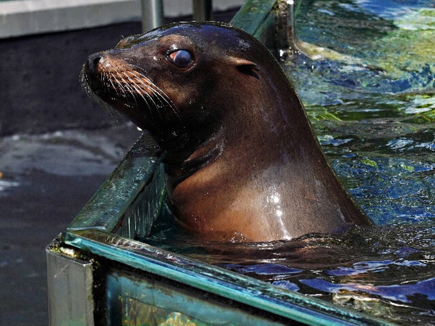 watch sea lion at central park zoo rides flood waters out of its enclosure