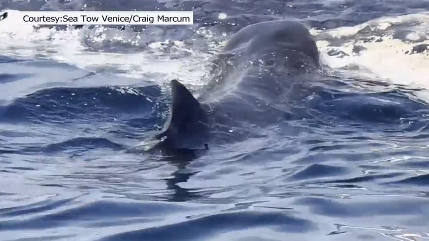 watch sharks devour 44 foot whale carcass towed out to sea after florida beaching