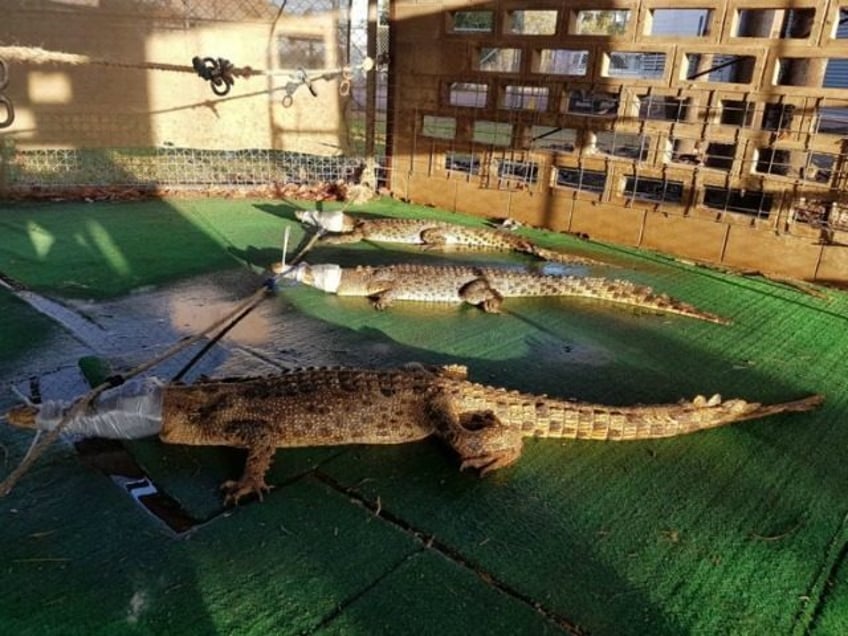 watch shirtless vandals dump three crocodiles into school office