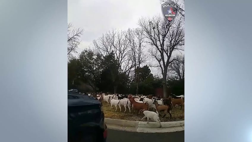 watch texas police wrangle dozens of goats wandering around an arlington neighborhood