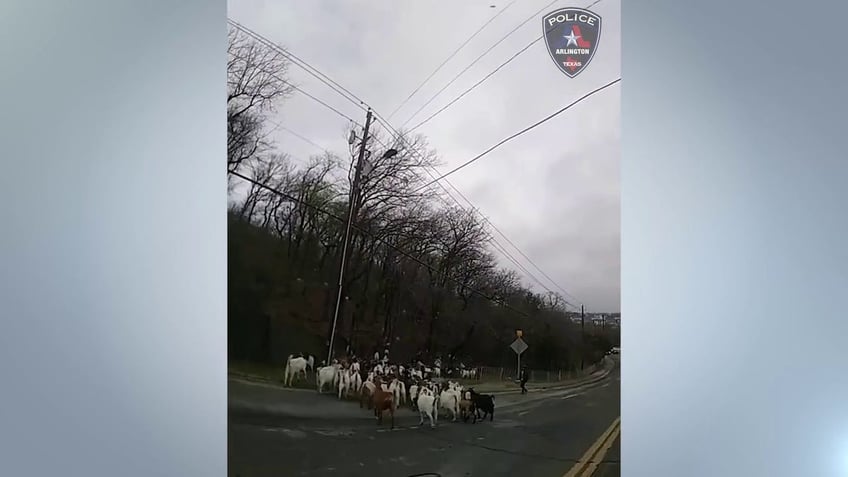 watch texas police wrangle dozens of goats wandering around an arlington neighborhood